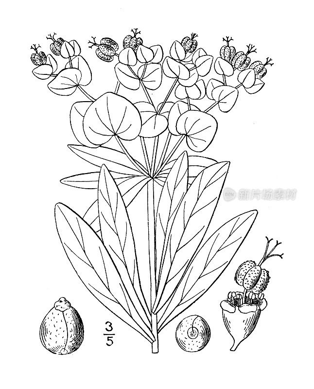 古植物学植物插图:大戟，达灵顿的Spurge