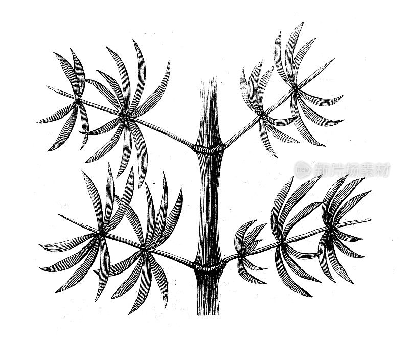 古董插图、地质学:星形蕨化石分支