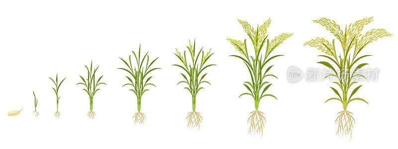 水稻分期生长。谷物作物生长周期。从种子到收获的植物发育信息图。