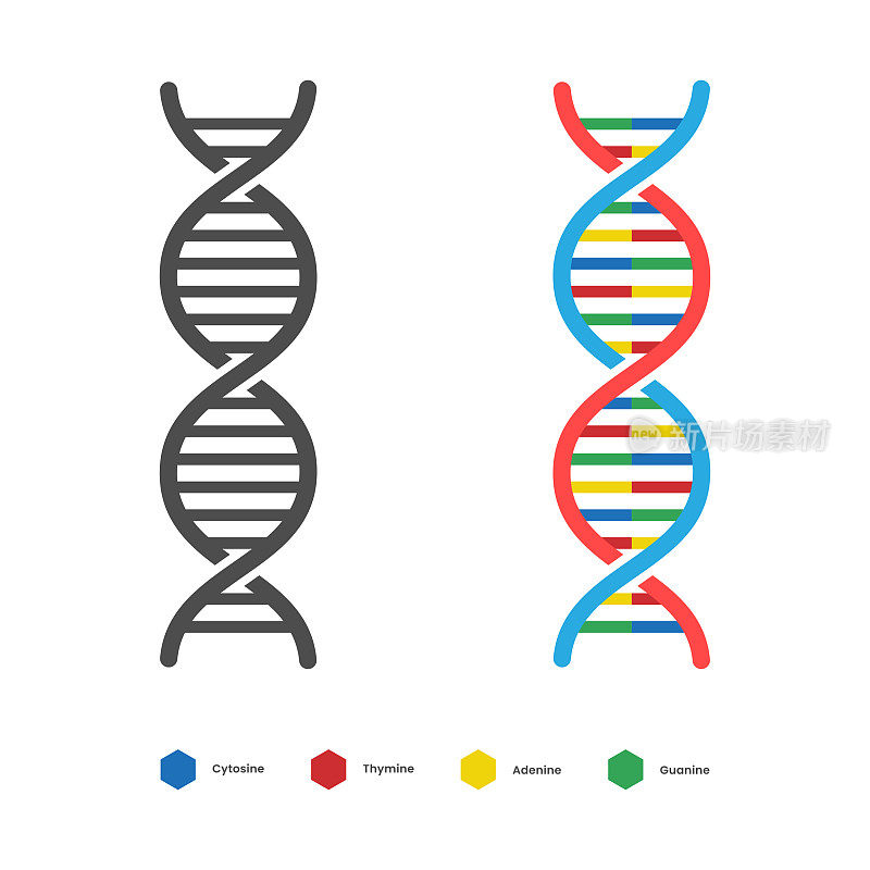 DNA图标。脱氧核糖核酸载体设计。