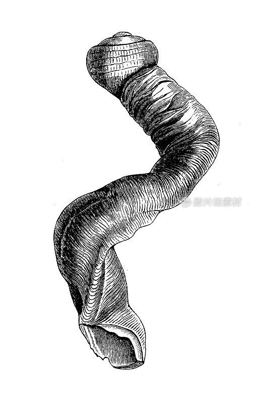 古代生物动物学图像:古马吉卢斯