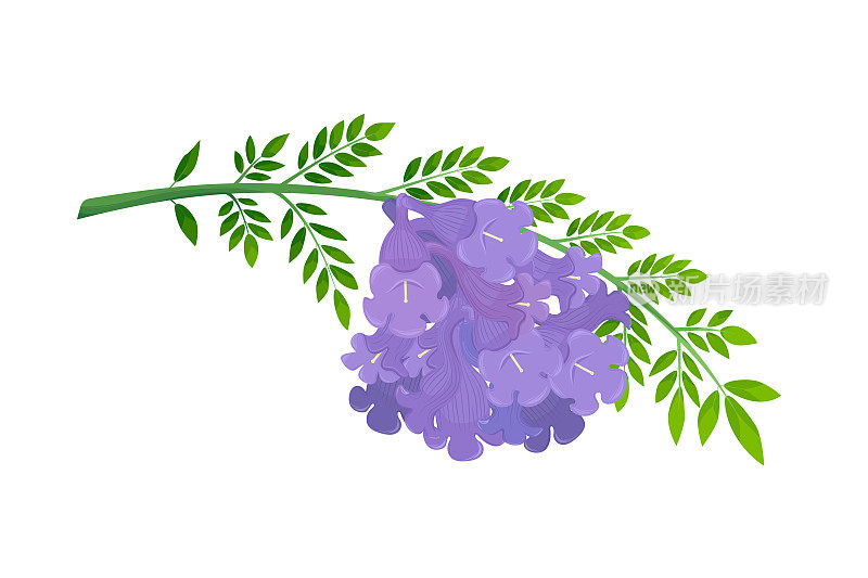 蓝花楹属含羞草属，枝上有紫罗兰色的花和叶。