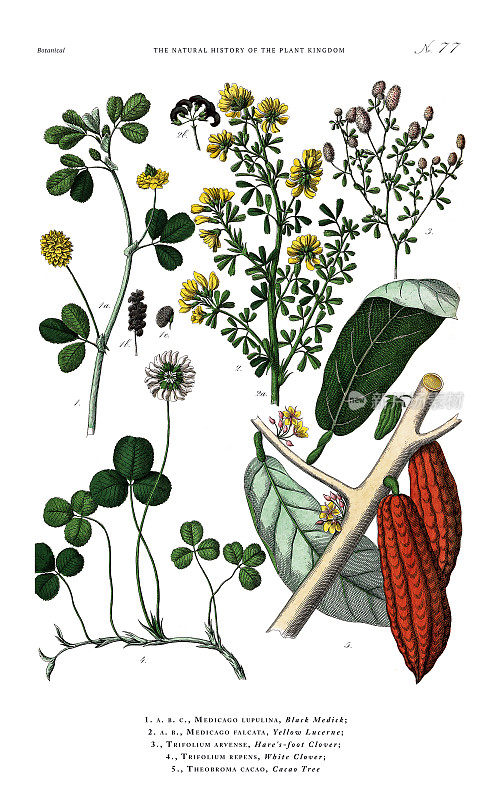 古董植物雕刻，植物王国的历史，维多利亚植物插图，盘子77，大约1853年