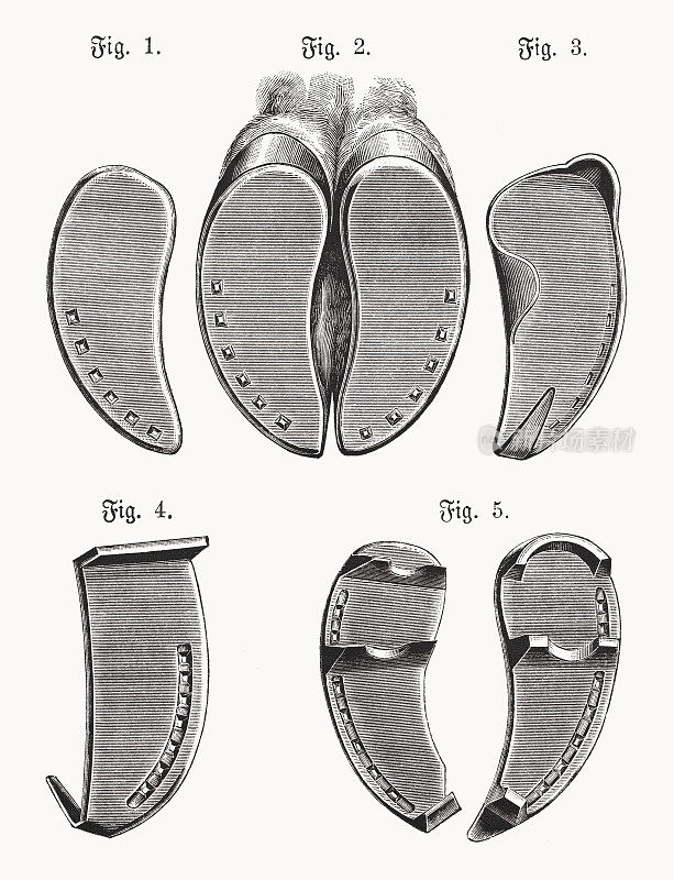 各种牛蹄，木刻，1898年出版