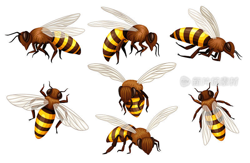 一组蜜蜂