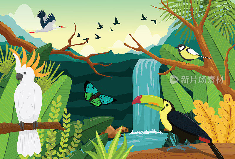 凤头鹦鹉，巨嘴鸟，在雨林中它们生活在生态系统中。动植物资源丰富的环境。