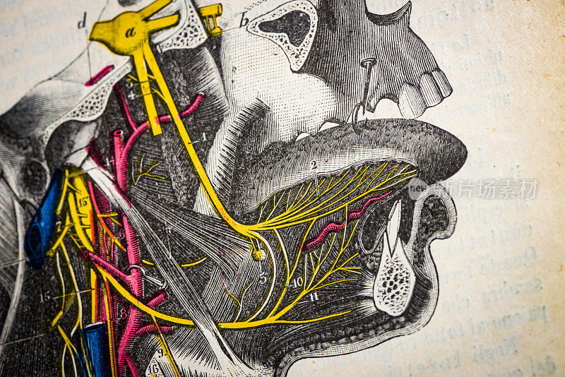 古董医学科学插图高分辨率:舌头神经