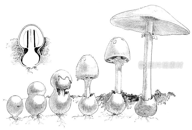 愚人蘑菇的生长阶段-白毒伞