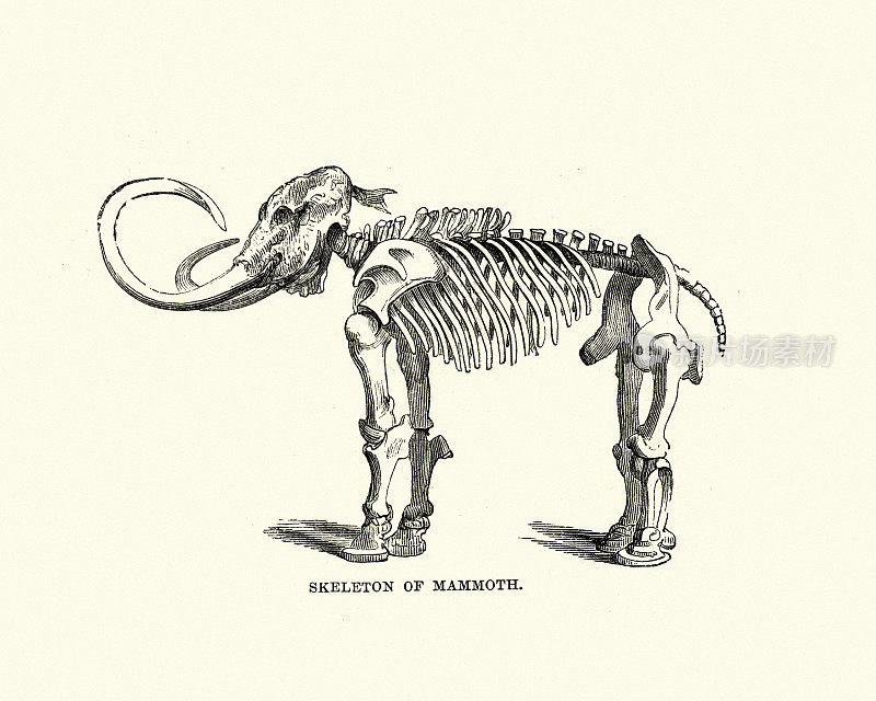 猛犸象的骨架，19世纪的木刻