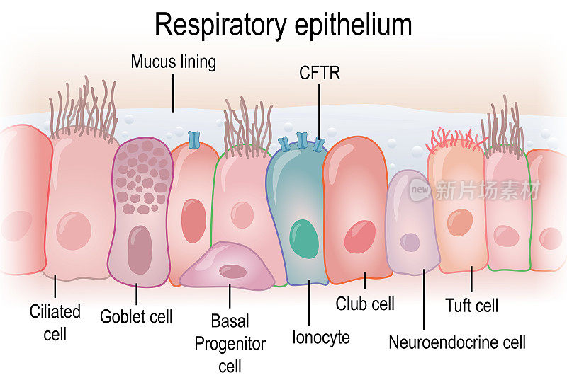 人的呼吸上皮显示不同的细胞类型