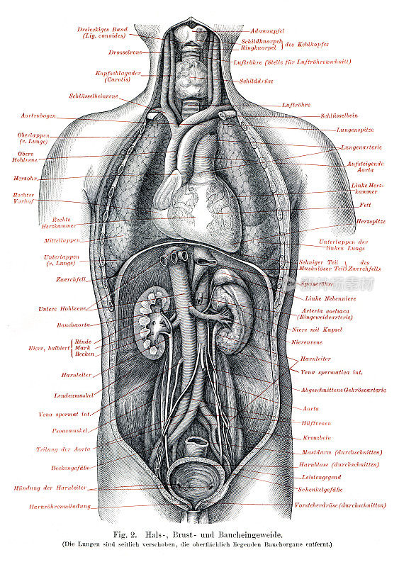 解剖学医学插图内脏、胃、肠1897年