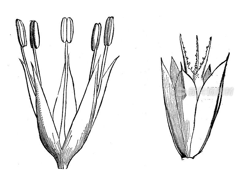 古植物学插图:苋属植物