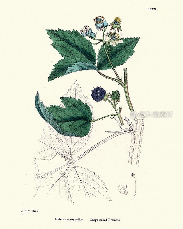 博物学，植物学，花纹，大叶悬钩子，大叶黑莓