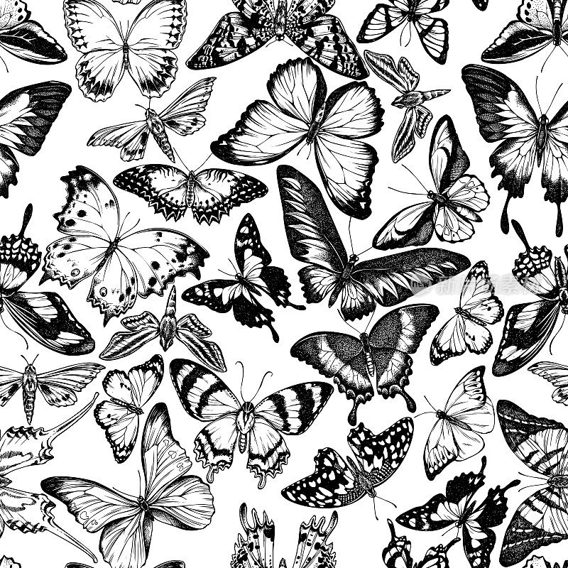 无缝模式与黑白丛林女王，平原虎，拉贾布鲁克的鸟翼，蝴蝶