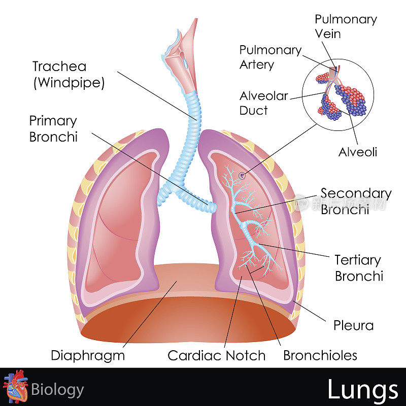 人类肺的标记说明