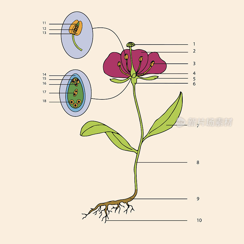 植物,花朵形态