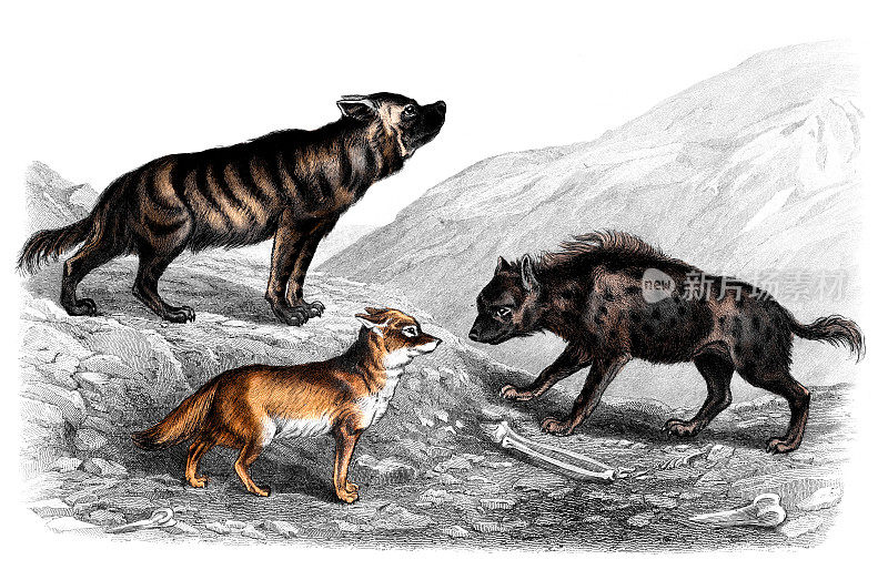 19世纪的土狼和豺狼彩绘
