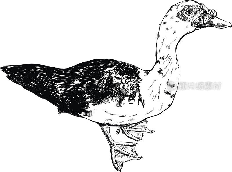 手绘鸭子矢量设置在白色的背景。