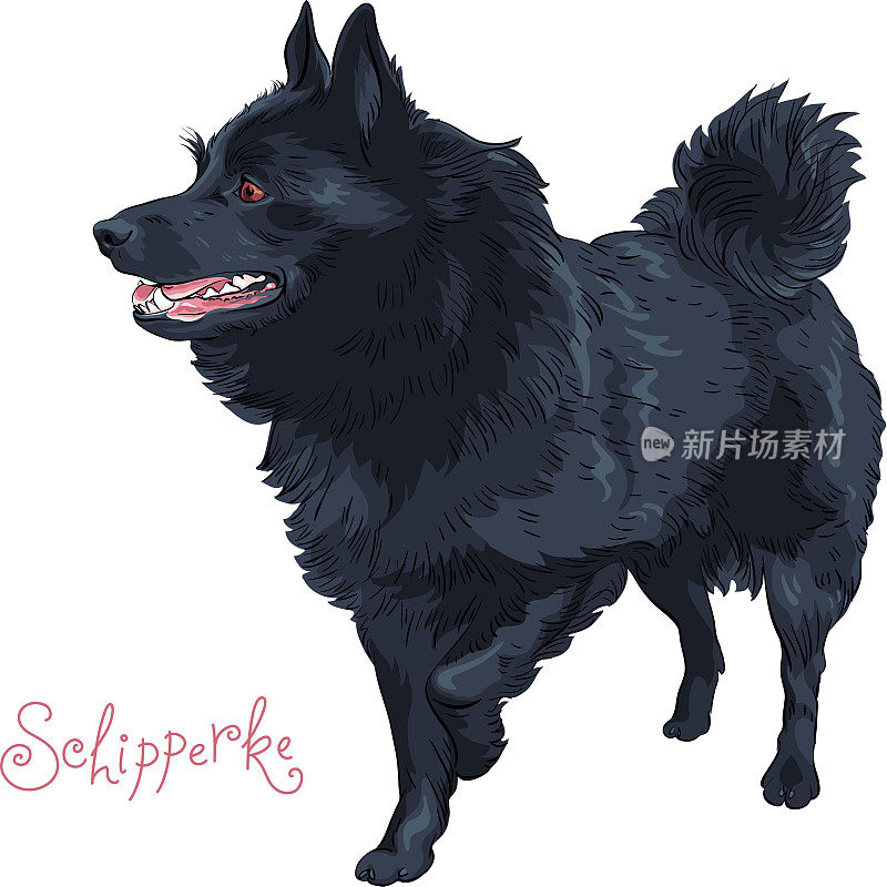 彩色素描黑狗希珀克品种