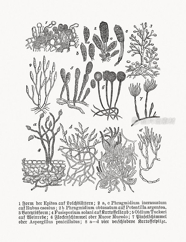 植物病理学:真菌疾病，木刻，出版于1893年