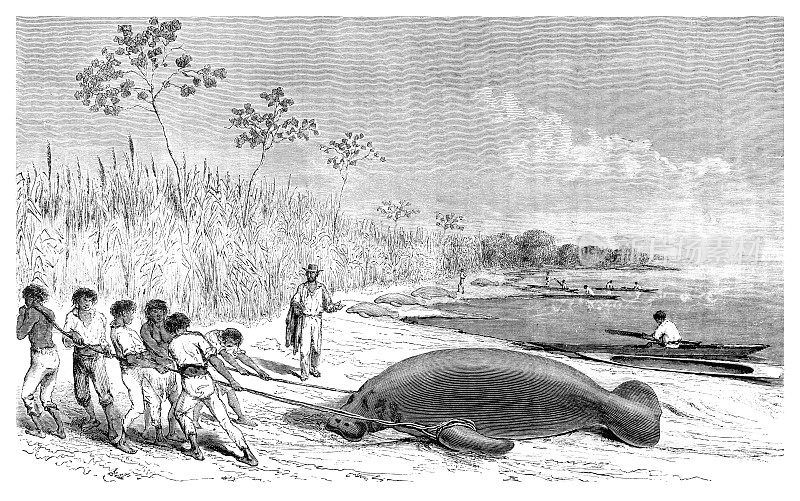 1865年，人们在美国佛罗里达州捕猎海牛