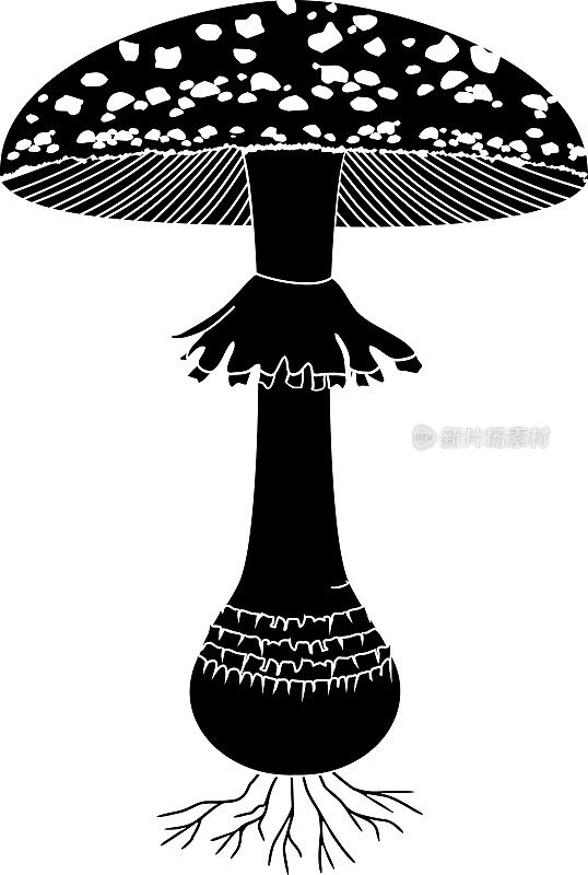 黑伞菇的黑色剪影