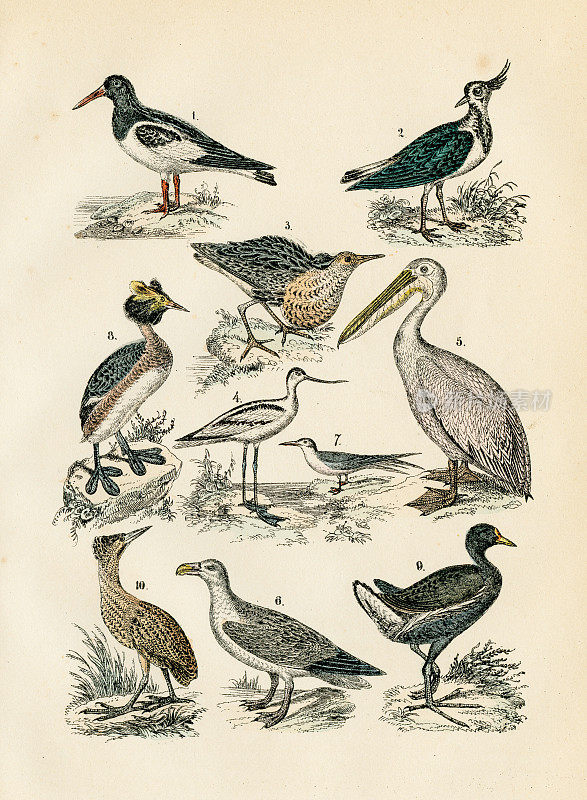 海岸鸟类:鳄梨，牡蛎捕，鹈鹕，田凫，皱皮，燕鸥雕刻1872年