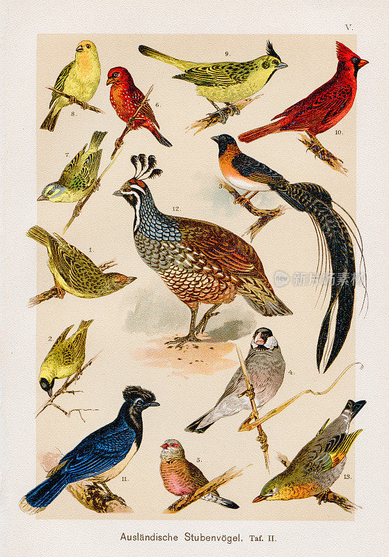 外国鸟笼色板印刷术1899年