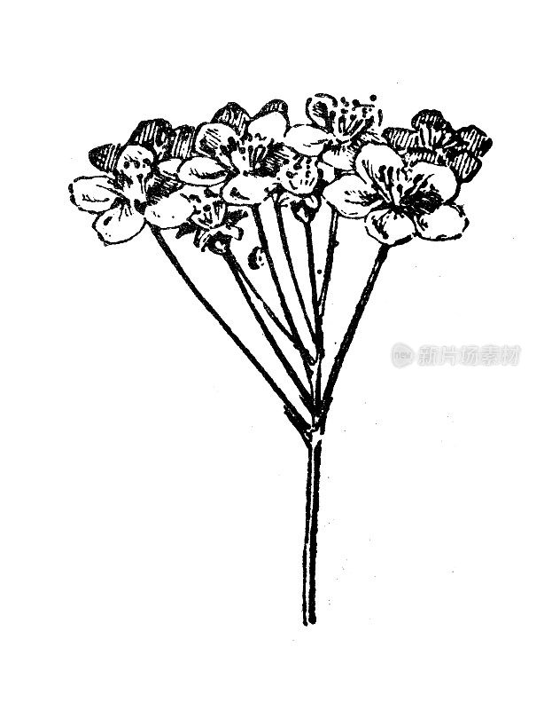古董插图:伞状花序