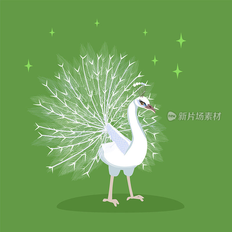尾巴直的白色孔雀。羽毛呈扇形展开的孔雀。