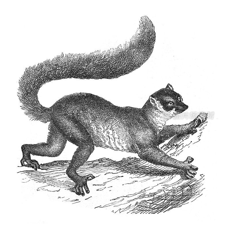 狐猴(狐猴)-老式雕刻插图