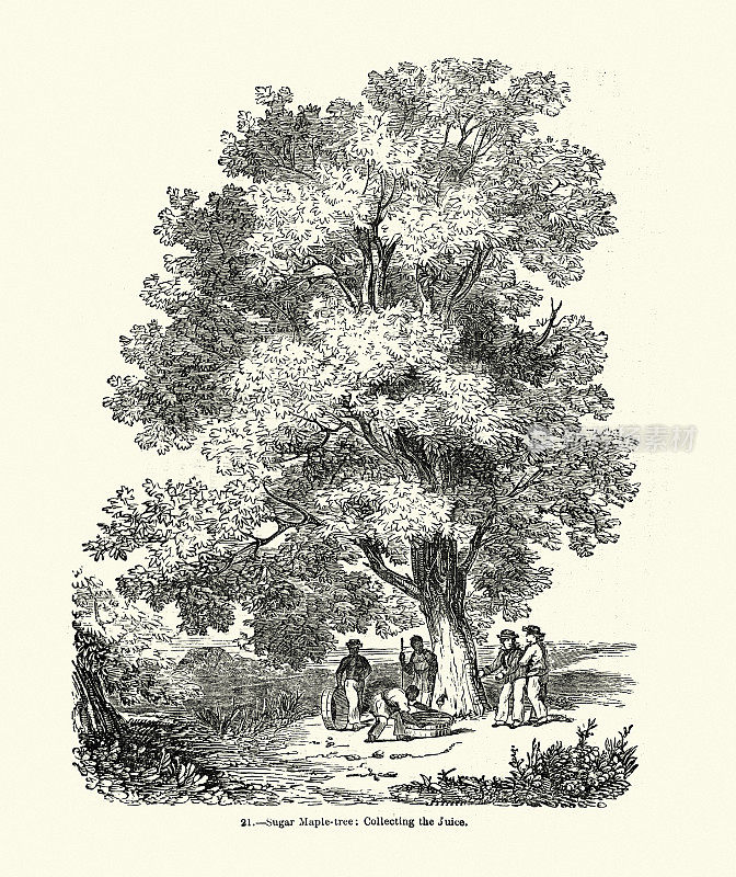 敲击一棵糖槭树并收集树液，维多利亚时代，19世纪50年代