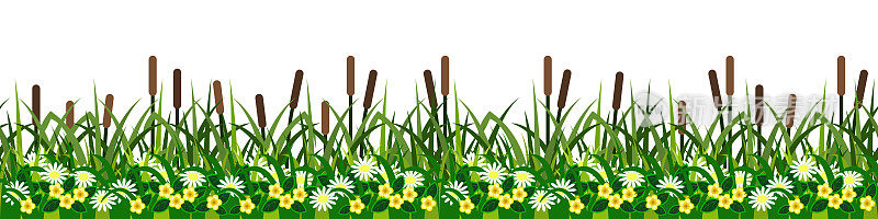 无缝草，芦苇和花朵。绿色的夏季草原与河流芦苇，洋甘菊和黄色的花在白色的背景。