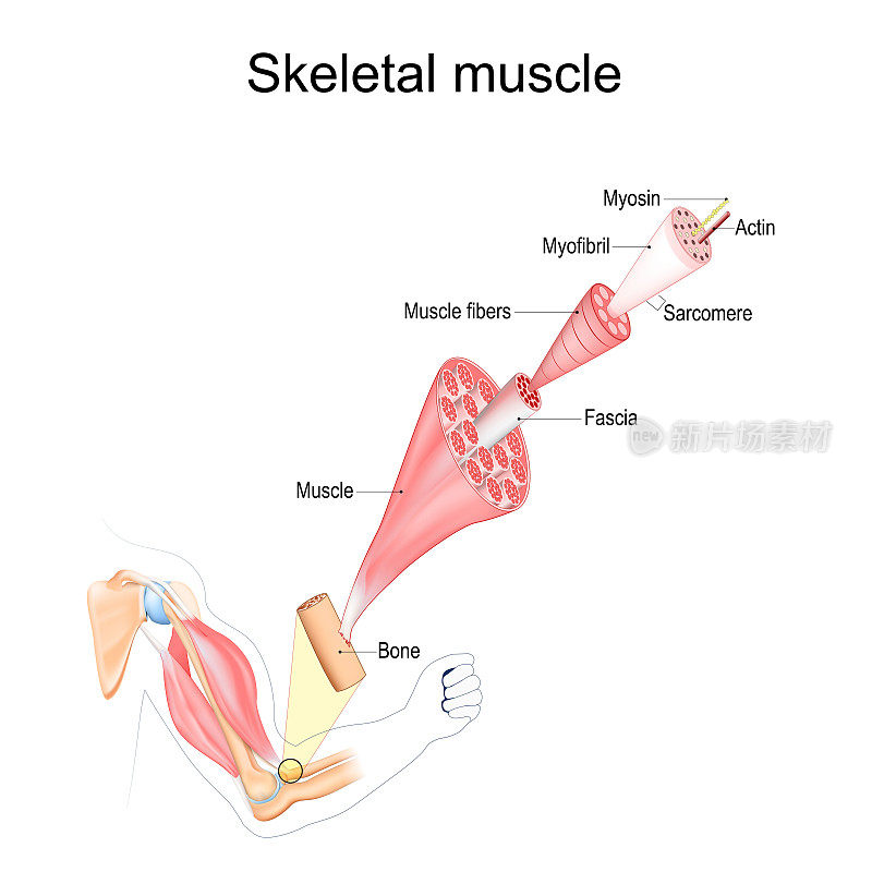 骨骼肌解剖学。结构