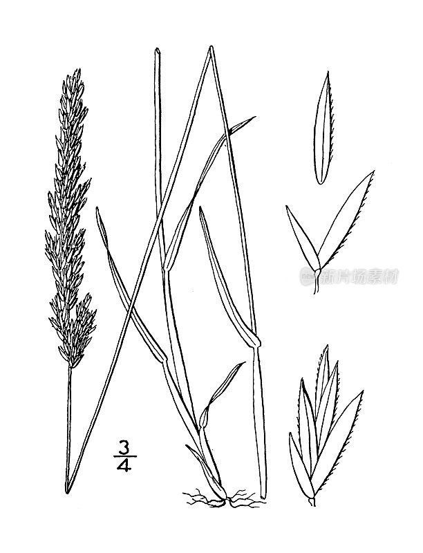 古植物学植物插图:高丽树、高丽树