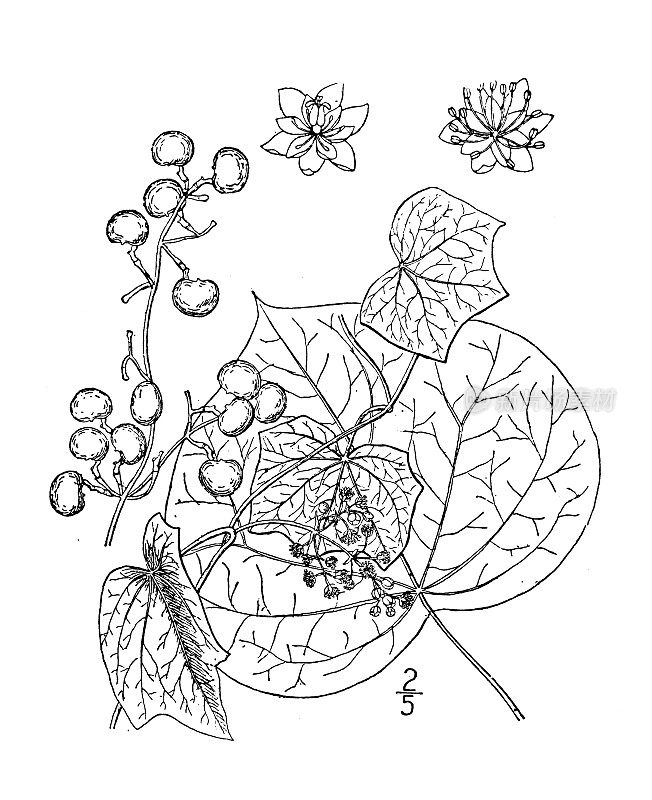 古植物学植物插图:加拿大月子