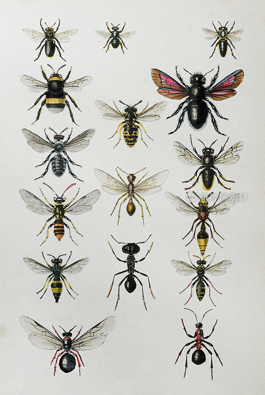 锯蝇，黄蜂，蜜蜂和蚂蚁(膜翅目)收集-复古色彩插图
