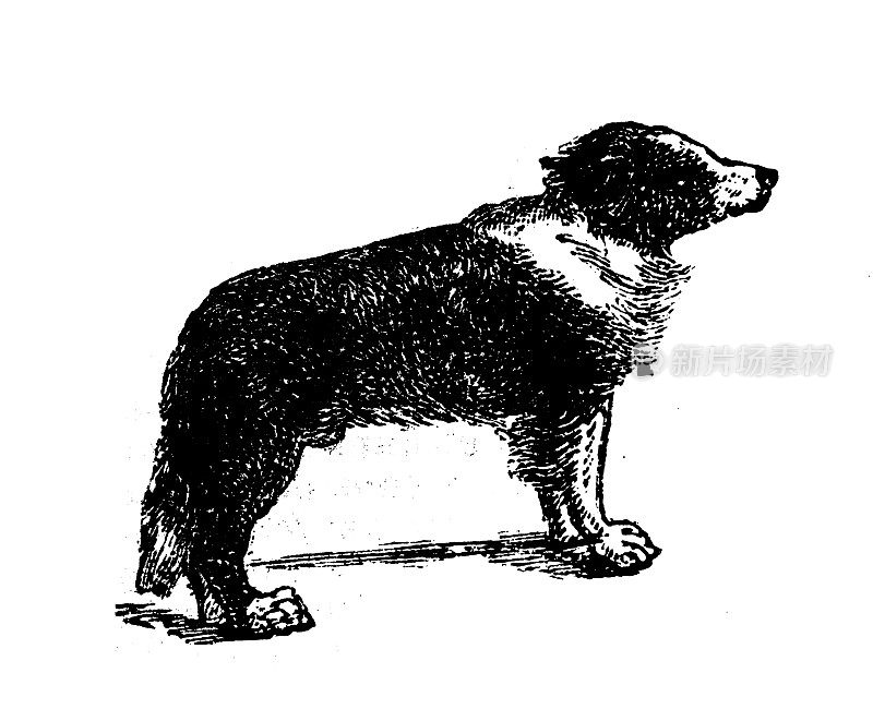 古董雕刻插图:纽芬兰犬