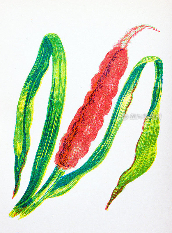 野生花卉的古董植物学插图:大芦苇狼牙棒，猫的尾巴，香蒲