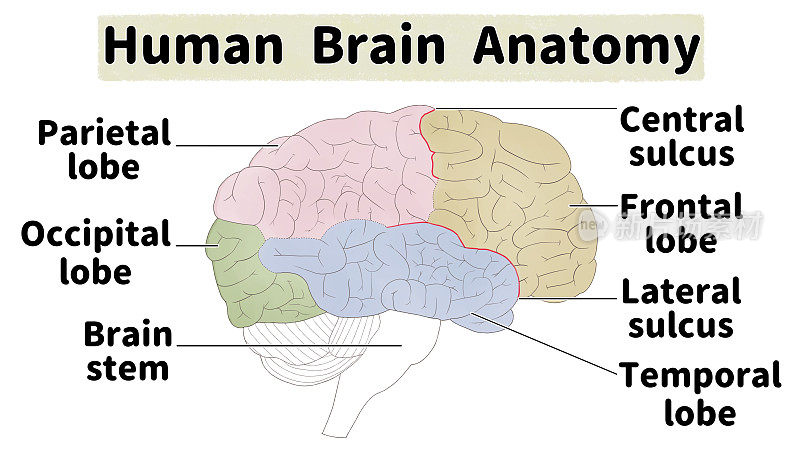 人脑医学解剖图