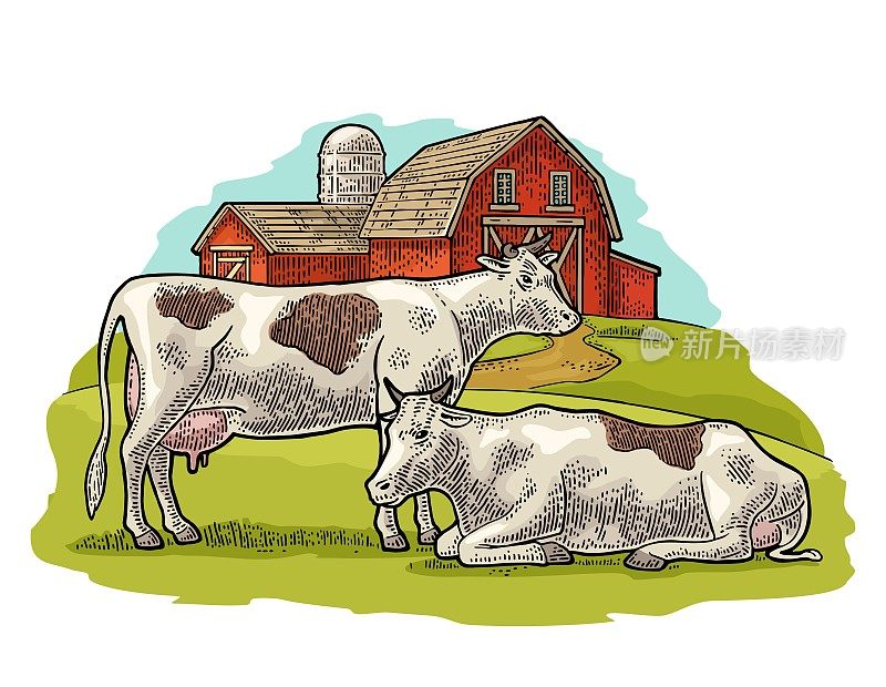有机农场和奶牛自由放养。复古矢量雕刻插图