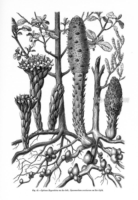 植物自然史，维多利亚植物插图，1897年