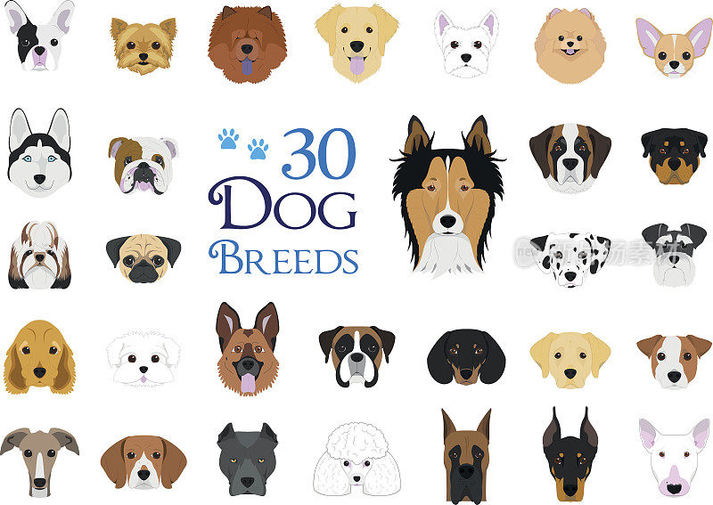 30狗品种向量收集卡通风格