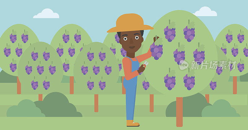 农民收集葡萄