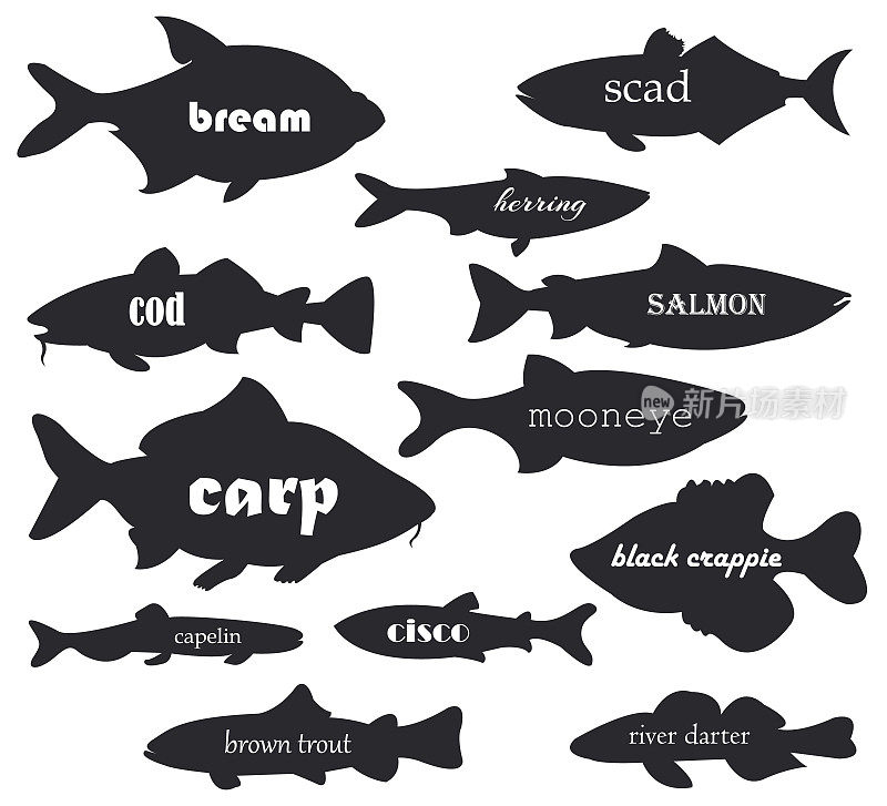 商业鱼矢量剪影与名字书法。为你的网页设计鱼、河和海的剪影插图。