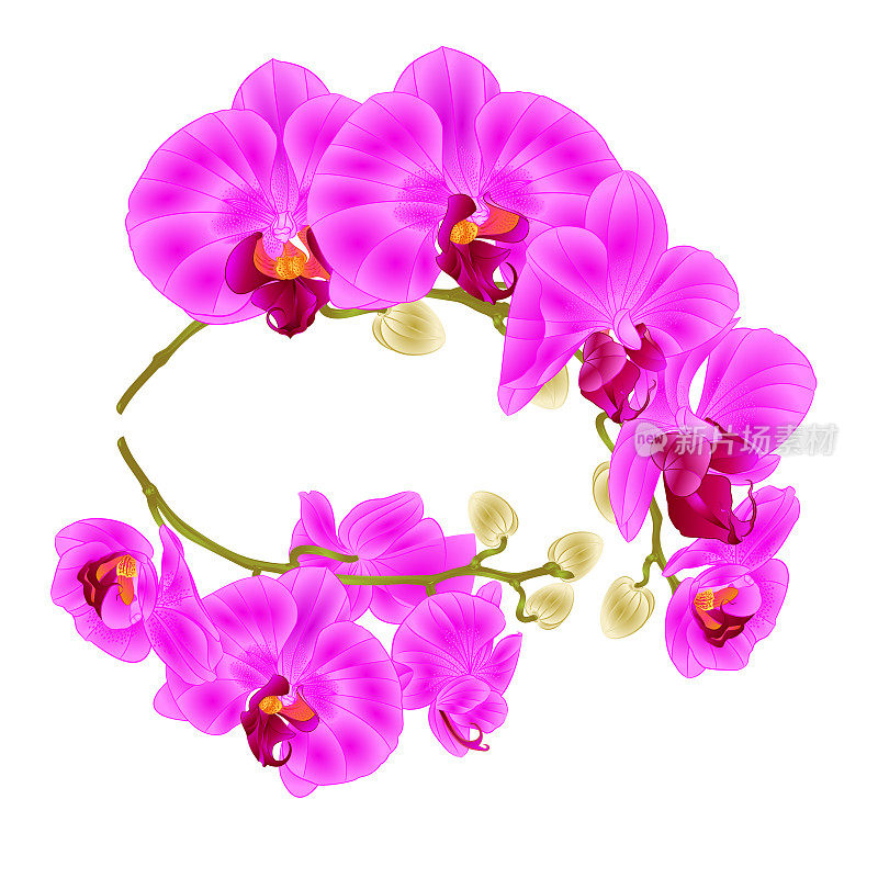 树枝、兰花、紫色花朵、热带植物蝴蝶兰在白色的背景下设置了两个复古的矢量植物插图进行设计