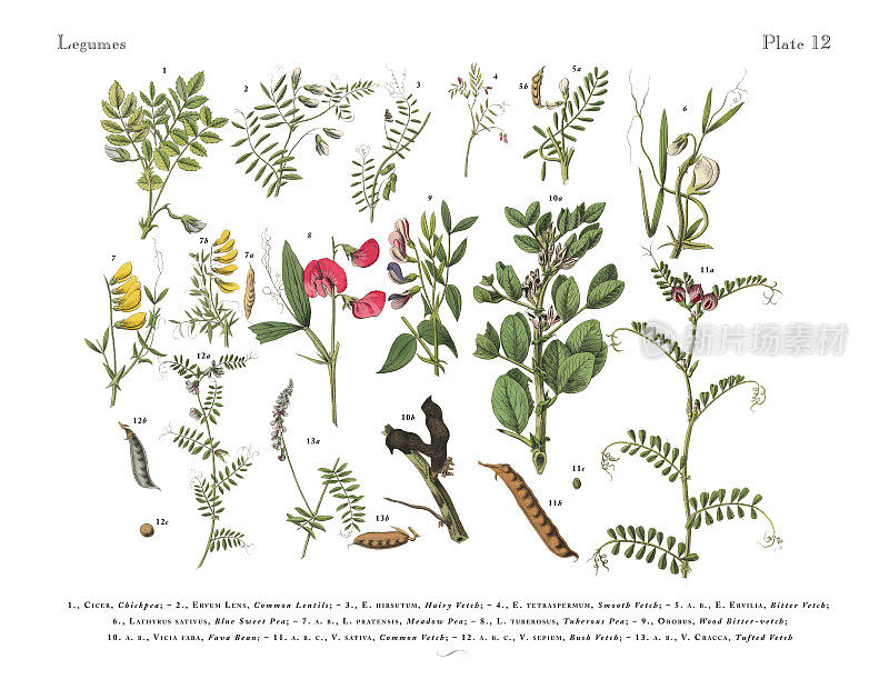豆类，维多利亚植物学插图