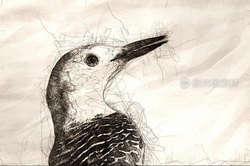 红腹啄木鸟的轮廓草图，