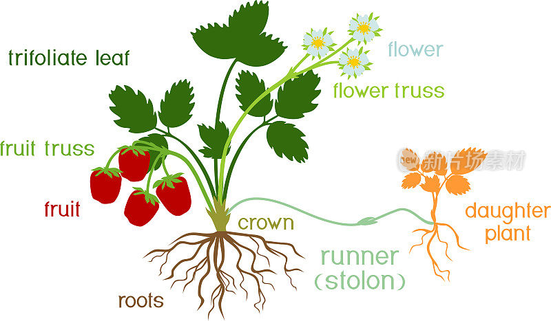 部分的植物。形态花园草莓植物与根，花，果实，子植物和标题孤立在白色背景上