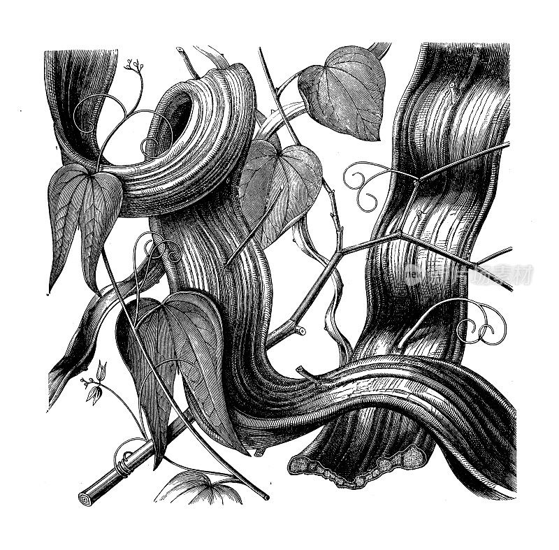 古植物学插图:紫荆花